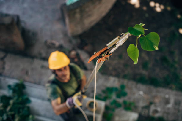 Residential Tree Removal in Clover Creek, WA